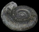 Dactylioceras Ammonite Fossil - England #52640-1